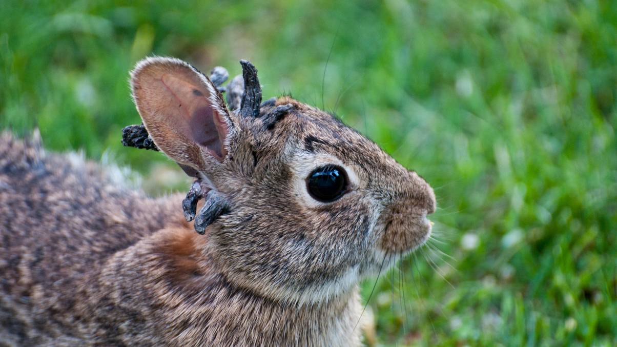 Mysterious 'Frankenstein' Rabbits with Sinister Tentacles Resurface Nationwide—What’s Behind the Bizarre Mutation?