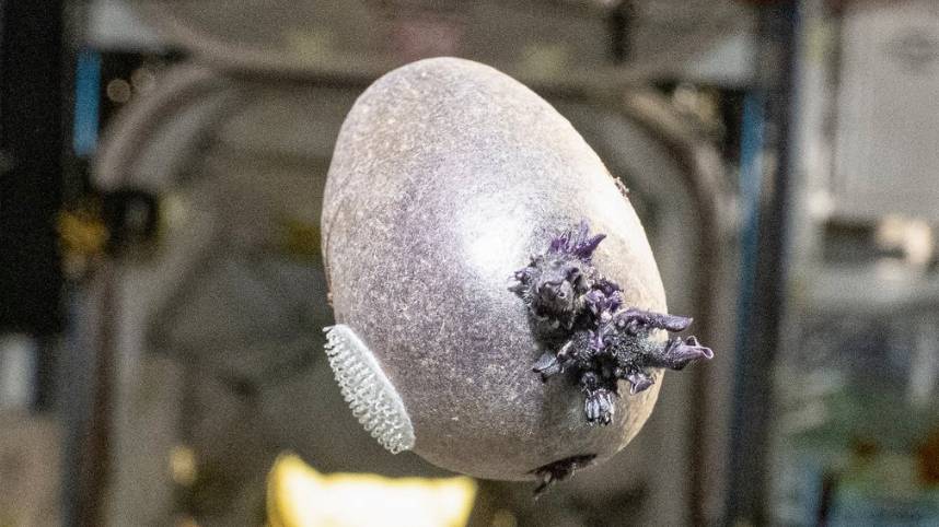 Mystery Unveiled: What Is That Tentacled Creature Growing Aboard the ISS?