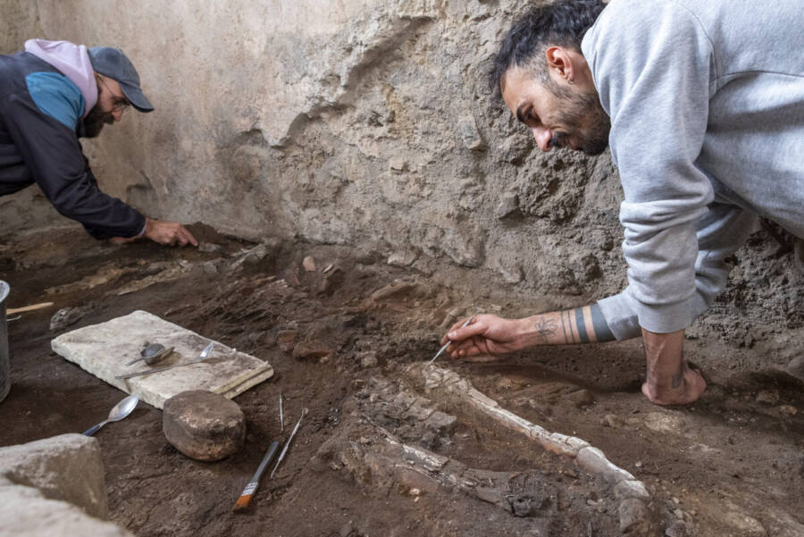 Silent Witnesses of Vesuvius: The Haunting Discovery of Two Work Animals Frozen in Pompeii's Final Moments