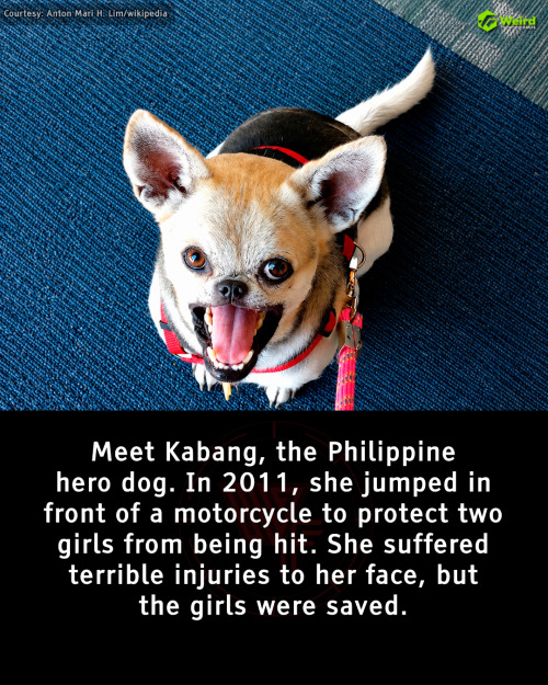 The Heroic Filipino Dog Who Risked Everything to Save Strangers—And Changed Lives Forever