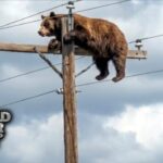 Tragic Twist: New Mexico Bear’s Perilous Perch on Power Pole Sparks Controversy After Mysterious 911 Call