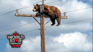 Tragic Twist: New Mexico Bear’s Perilous Perch on Power Pole Sparks Controversy After Mysterious 911 Call
