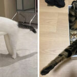 Unbelievably Adorable Cat Moments Caught on Camera – These Photos Will Melt Your Heart Instantly!