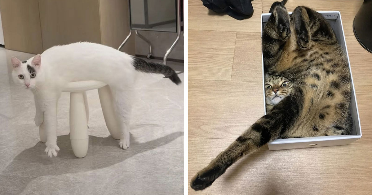 Unbelievably Adorable Cat Moments Caught on Camera – These Photos Will Melt Your Heart Instantly!