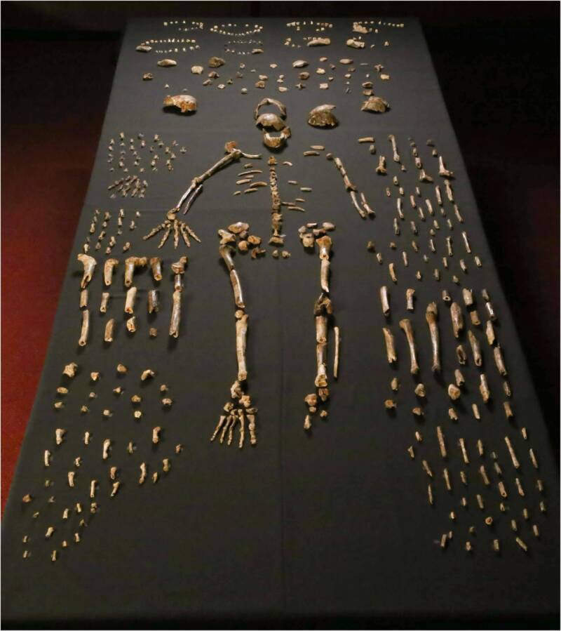 Unraveling the Mystery: Why Do All Homo Naledi Fossils Share a Bizarre, Unexplained Trait?