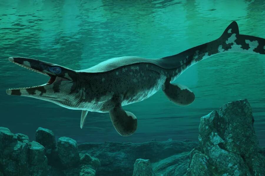 Unveiled: The Monster Sea Predator Bigger Than a Bus That Dominated Earth 80 Million Years Ago