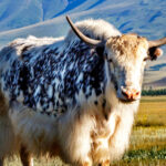 Why This Yak Is Desperate for an Endless Supply of Grass