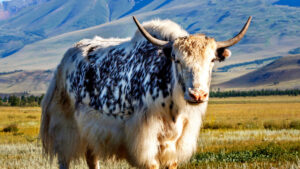 Why This Yak Is Desperate for an Endless Supply of Grass
