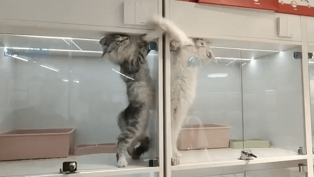 Why Were These Feuding Cats Locked Apart—The Shocking Truth Inside Their Cages!