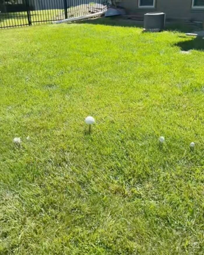 Woman Discovers Bizarre Mushroom Pattern in Yard—Neighbors Issue Chilling Warning: ‘Respectfully Get OUT’