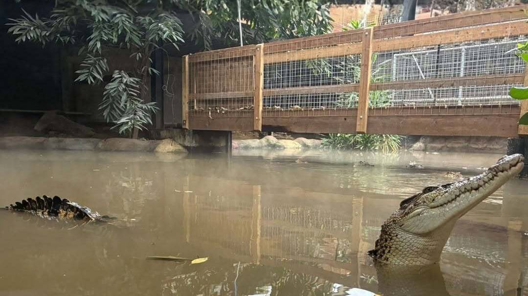 Wowcher Faces Backlash Over Shocking Crocodile Enclosure Ad—What Went Wrong?
