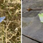 51 Unbelievable Nature Moments That Will Melt Your Heart and Restore Your Faith in the World