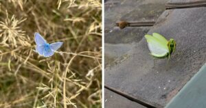 51 Unbelievable Nature Moments That Will Melt Your Heart and Restore Your Faith in the World
