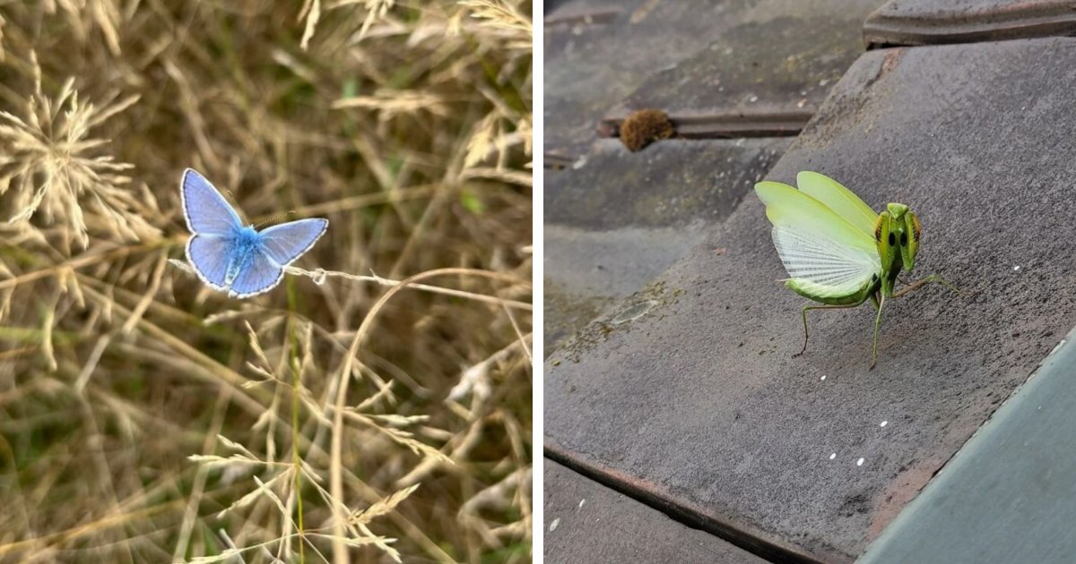 51 Unbelievable Nature Moments That Will Melt Your Heart and Restore Your Faith in the World