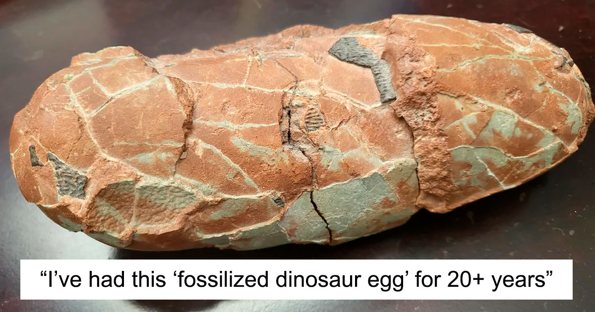 77 Mysterious Fossils Uncovered: See the Stunning Discoveries People Couldn't Identify Alone!