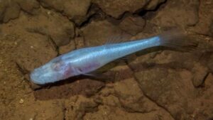 Beneath Alabama’s Toxic Legacy, Scientists Unearth a Mysterious Eye-less ‘Demon Cavefish’ That Defies Evolutionary Logic