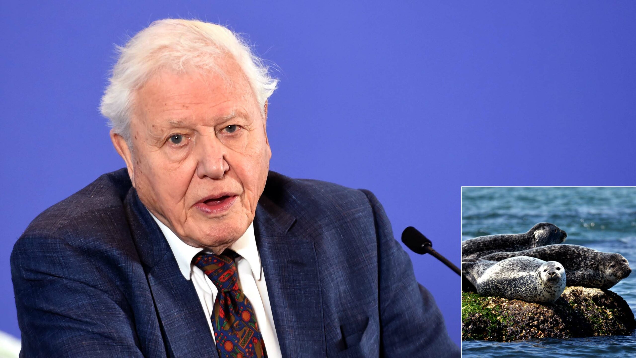 David Attenborough Reveals Surprising Truth Behind His Seal Stories
