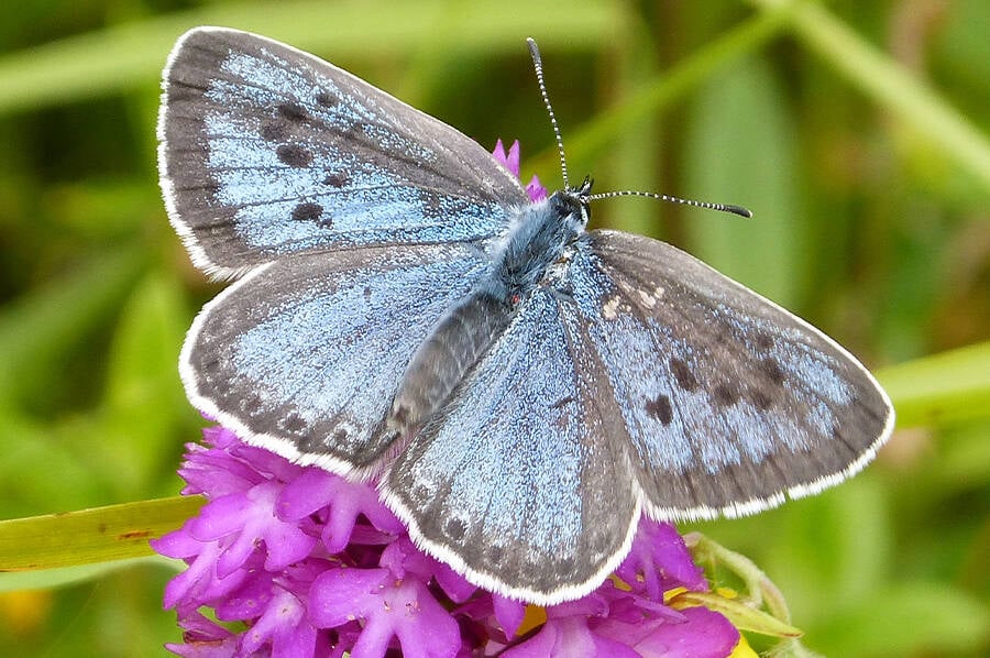 Inside the Dark World of a British Man’s Forbidden Butterfly Obsession