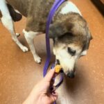 Inside the Heartbreaking Reality Behind the 600,000 Pets Euthanized Annually in Shelters