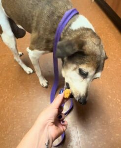 Inside the Heartbreaking Reality Behind the 600,000 Pets Euthanized Annually in Shelters
