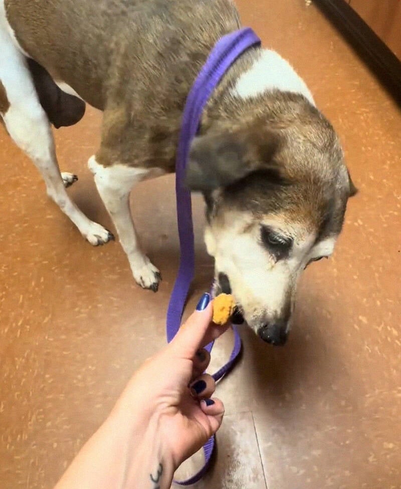 Inside the Heartbreaking Reality Behind the 600,000 Pets Euthanized Annually in Shelters
