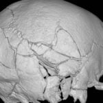 Medieval Skeleton Shattered by Mysterious Siege Weapon: The Chilling Truth Behind Edward I’s ‘Warwolf’ Unveiled