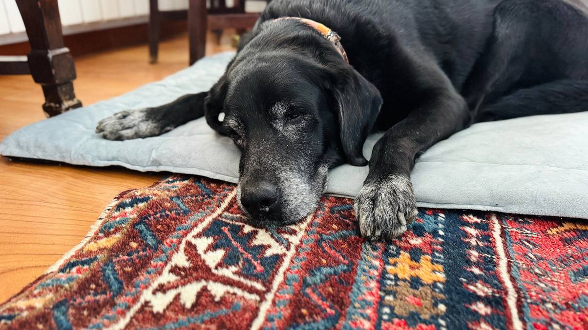 Shocking Transformation: 11-Year-Old Dog’s Dramatic 'Wolverine' Peptide Results Spark Urgent Warning