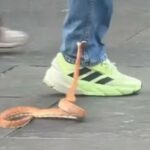 Terrifying Snake Terrorizes UK City Centre: Shoppers Left Fearing for Their Lives