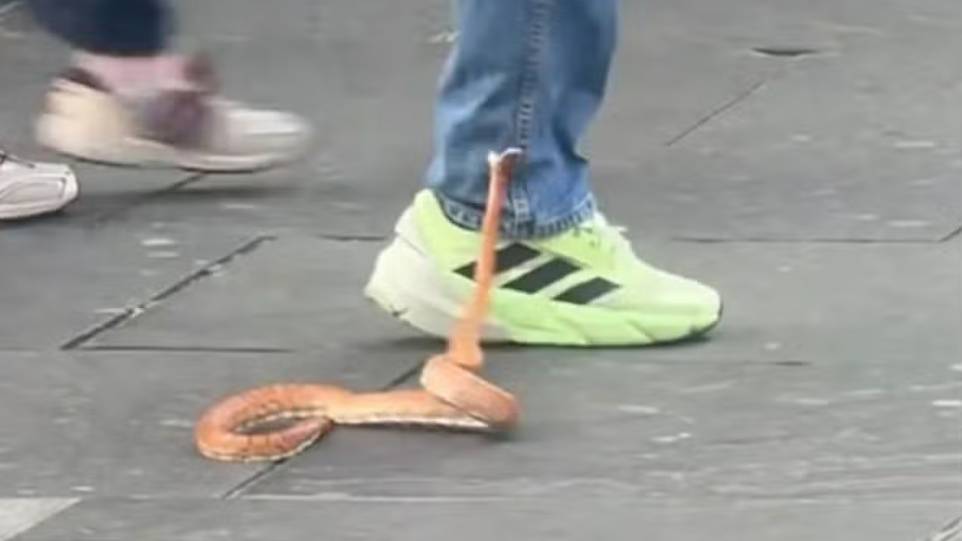 Terrifying Snake Terrorizes UK City Centre: Shoppers Left Fearing for Their Lives