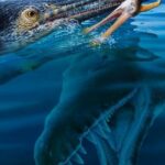 Unraveling a Prehistoric Predator Chain: Fossil Reveals Shocking Multi-Species Meal Mystery in Ancient Australia
