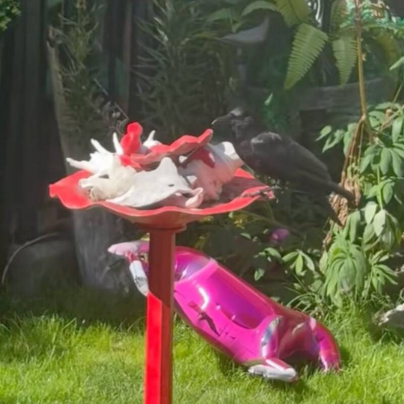 What Crows Left Behind After She Forgot Their Food Will Leave You Speechless: ‘They’re Training You’