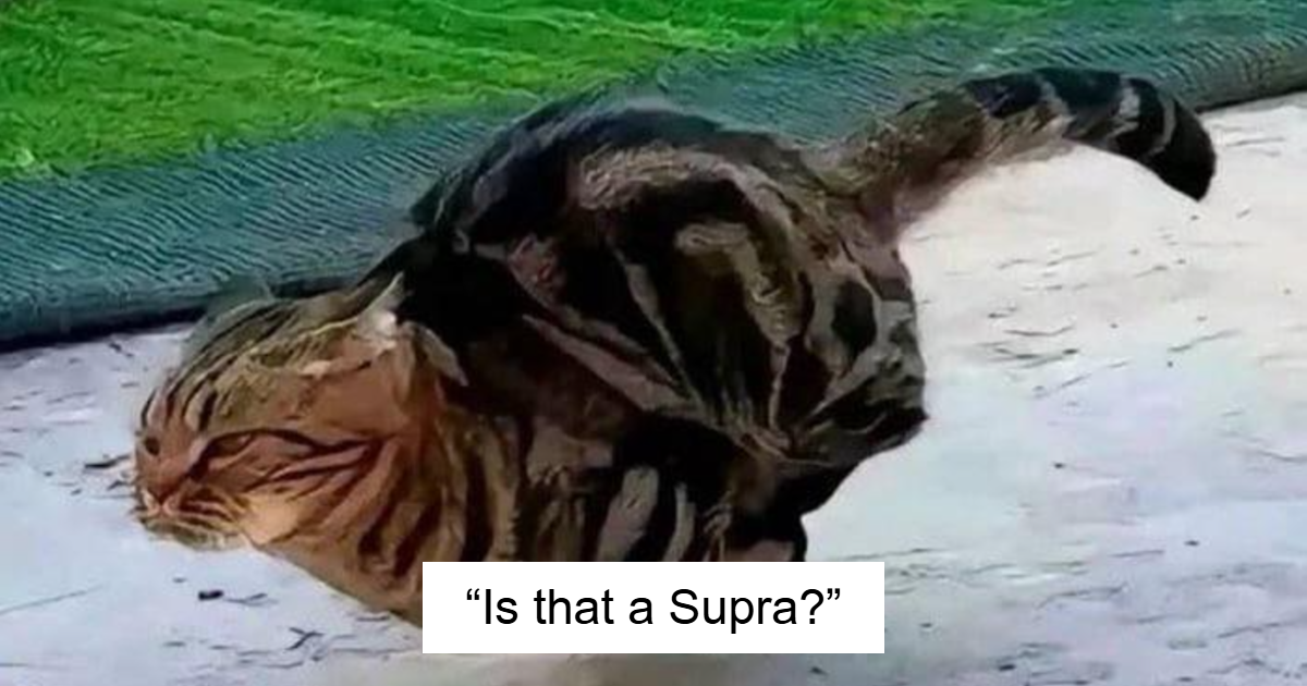 You Won’t Believe What These Cats Are Up To in These 50 Hilarious Photos!
