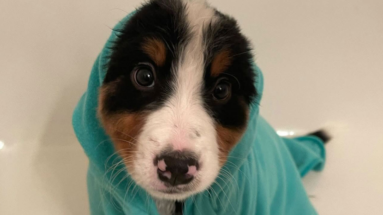 36 Dogs’ Unbearable Reactions to Bath Time Will Leave You Speechless