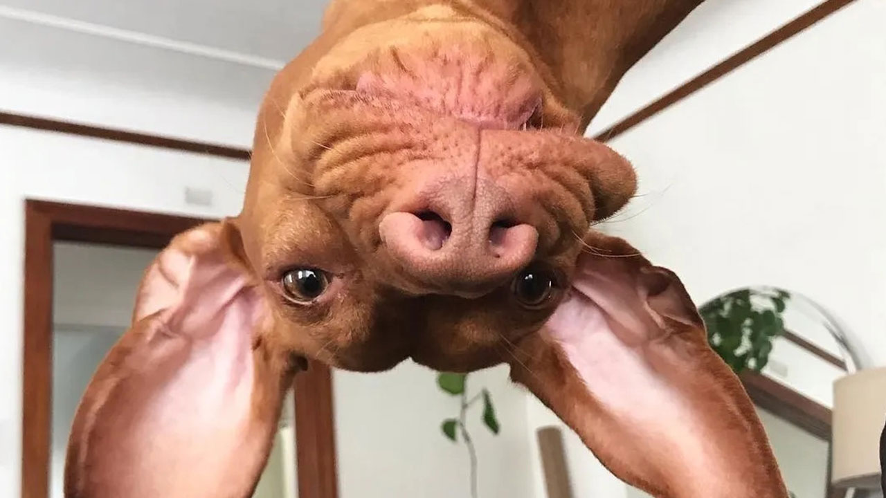 61 Hilarious Dog Photos That Perfectly Capture Their Most Embarrassing Moments—You Won't Believe #27!