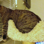 77 Bizarre Cat Photos That Defy Explanation—Can You Crack Their Hidden Stories?