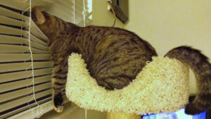 77 Bizarre Cat Photos That Defy Explanation—Can You Crack Their Hidden Stories?
