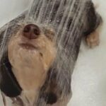 80 Dogs Caught in the Heartbreaking Moment They Realized Bath Time Was a Brutal Betrayal