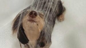 80 Dogs Caught in the Heartbreaking Moment They Realized Bath Time Was a Brutal Betrayal