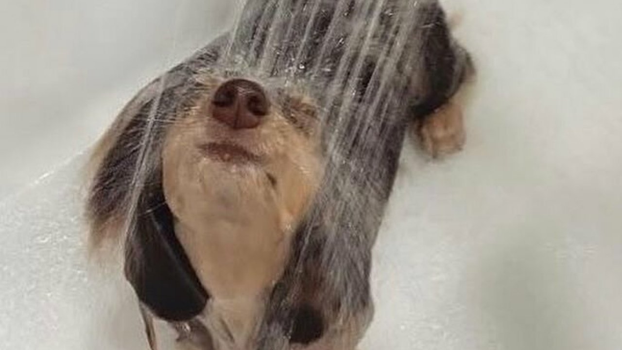 80 Dogs Caught in the Heartbreaking Moment They Realized Bath Time Was a Brutal Betrayal