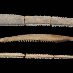 Ancient Stingray Barbs Discovered in Mexico Reveal Shocking Maya Blood Ritual Secrets