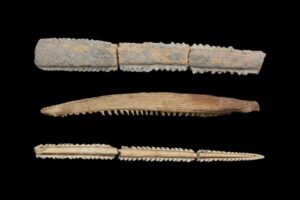 Ancient Stingray Barbs Discovered in Mexico Reveal Shocking Maya Blood Ritual Secrets