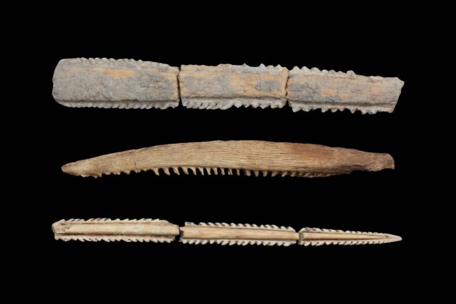 Ancient Stingray Barbs Discovered in Mexico Reveal Shocking Maya Blood Ritual Secrets