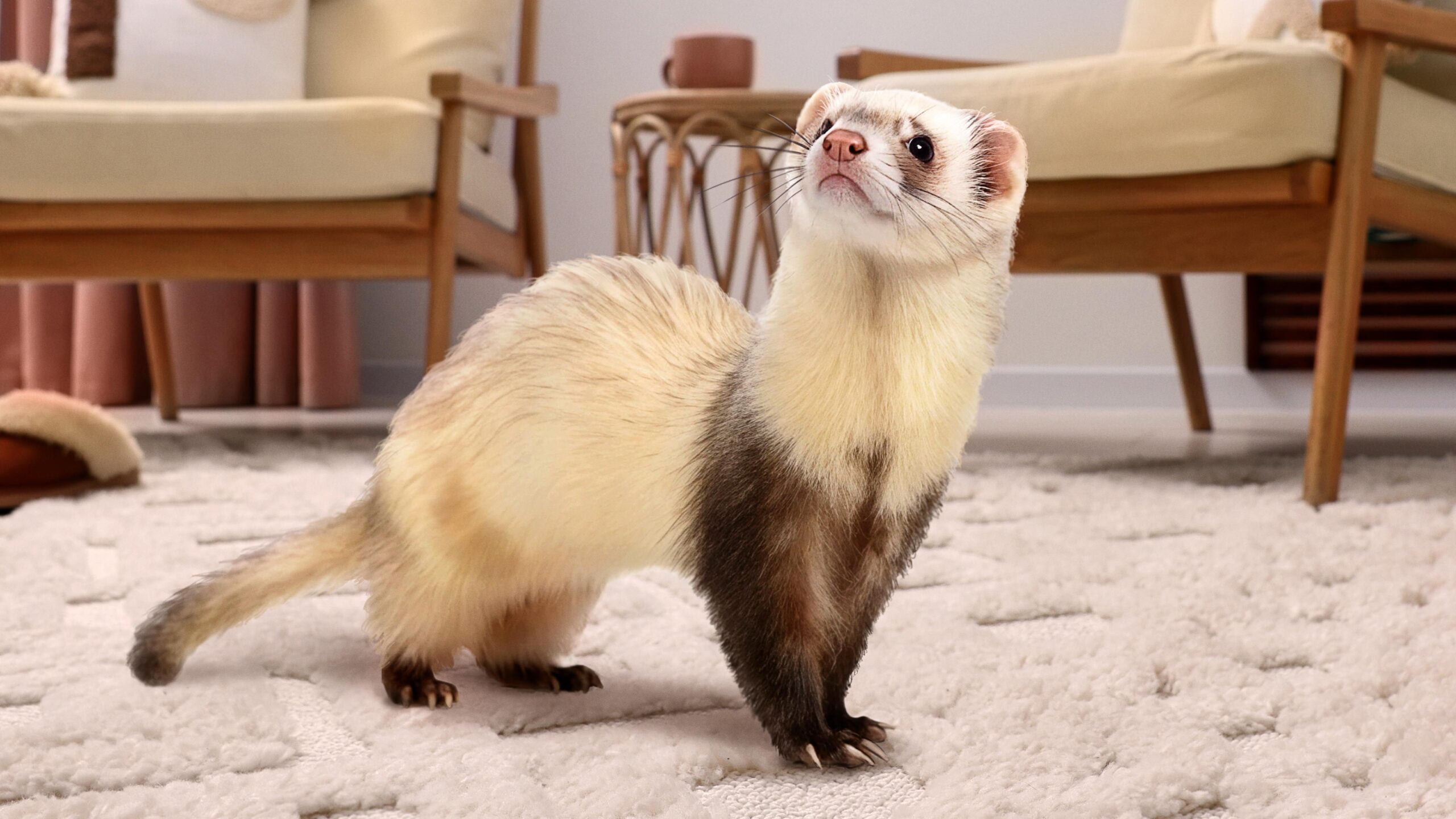 Bond’s New Face: Who Are the 6 Secretive Stars—and the Mysterious Ferret—Competing for 007?