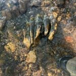 California Geologist’s Routine Fieldwork Uncovers Astonishing Mastodon Tooth, Sparking Excitement and Mystery