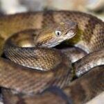 Daring Trespasser Braves Deadly Snake Island Forbidden to All Humans, Unveiling Chilling Secrets Inside