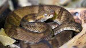 Daring Trespasser Braves Deadly Snake Island Forbidden to All Humans, Unveiling Chilling Secrets Inside