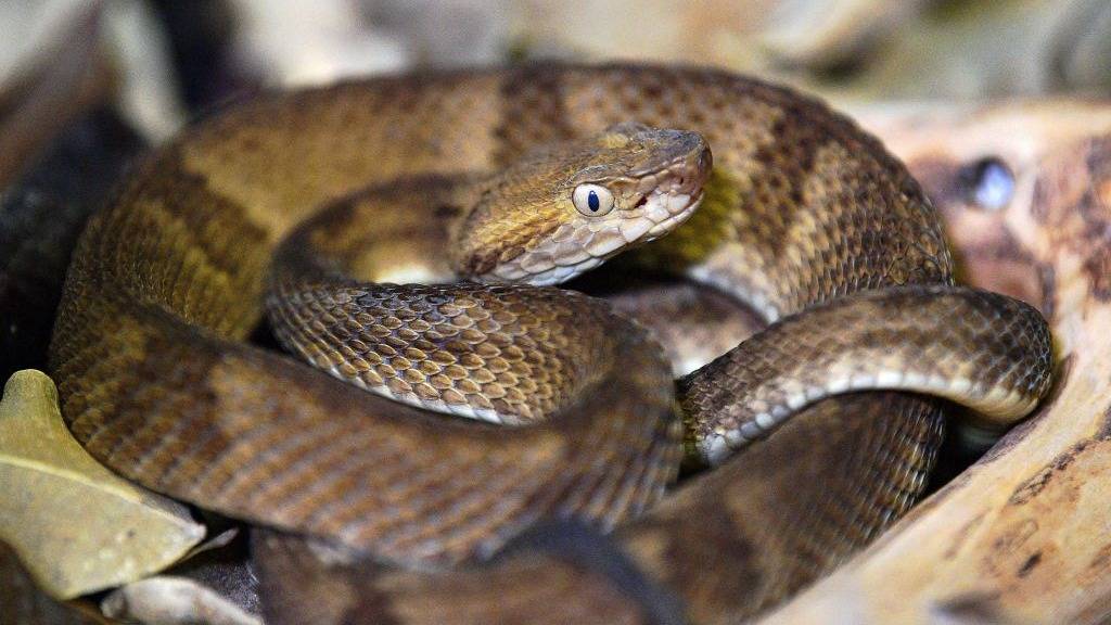 Daring Trespasser Braves Deadly Snake Island Forbidden to All Humans, Unveiling Chilling Secrets Inside