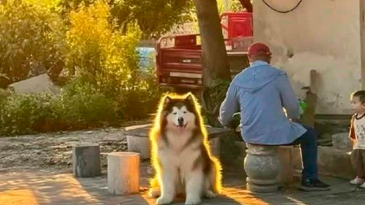 Discover 48 Unexpectedly Heartwarming Moments That Could Restore Your Faith in Humanity