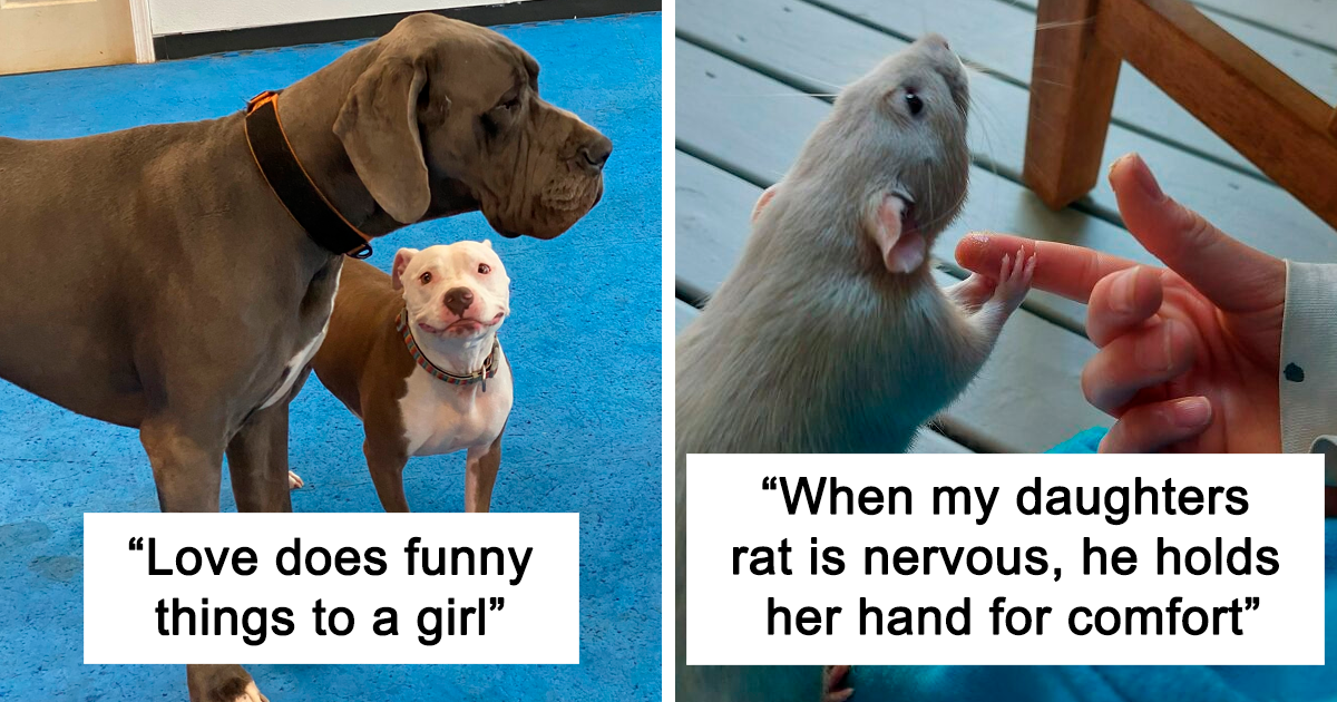 Discover the Unexpected Healing Power Behind These 50 Heartwarming Animal Moments