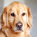 Former Flame, Now Top Fed: Dog Reels After Shock FBI Director Reveal